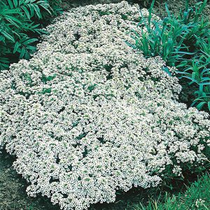 Alyssum Snow Cloth Seeds