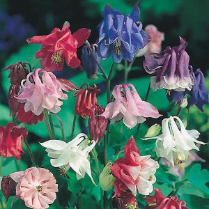 Aquilegia Biedermeier Mixed Seeds