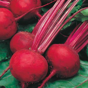 Beetroot Boltardy Seeds