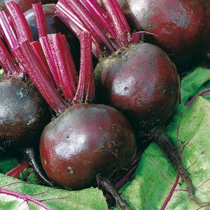 Beetroot Moneta Seeds