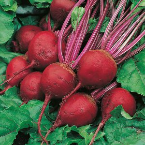 Beetroot Perfect 3 Seeds