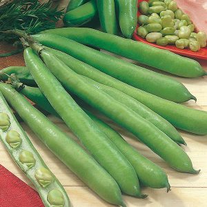 Broad Bean Aguadulce Seeds