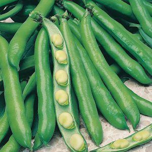 Broad Bean Bunyards Exhibition Seeds