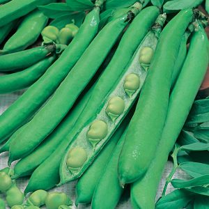 Broad Bean Masterpiece Green Longpod Seeds