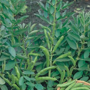 Broad Bean The Sutton Seeds