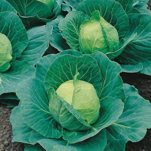 Cabbage Golden Acre / Primo II Seeds