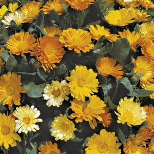 Calendula Daisy Mixed Seeds