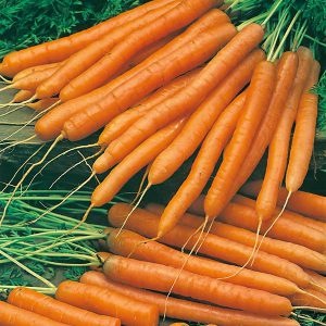 Carrot Amsterdam Forcing 2 – Solo Seeds