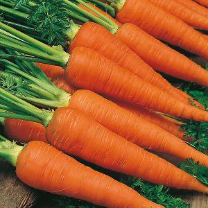 Carrot Autumn King 2 Seeds