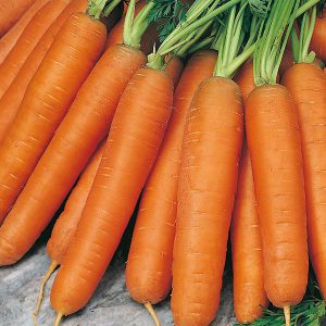 Carrot Nantes 5 Seeds