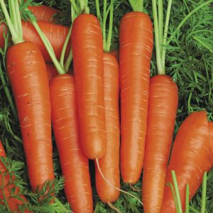 Carrot Speedo F1 Seeds