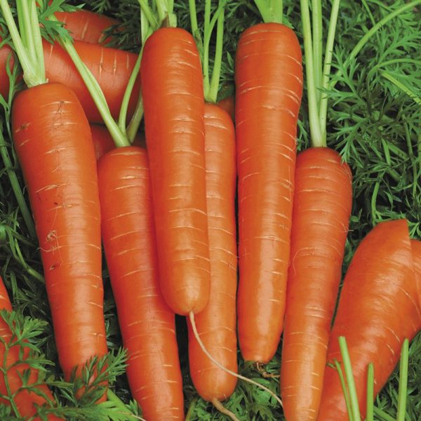 Carrot Speedo F1 Seeds
