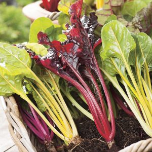 Chard Bright Lights Seeds