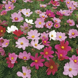 Cosmos Dwarf Sensation(Sonata) Mixed Seeds
