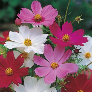 Cosmos Sensation Mixed Seeds