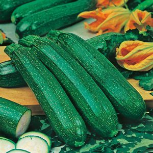 Courgette All Green Bush Vegetable Seeds