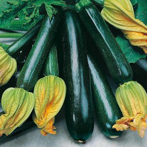 Courgette Black Beauty Vegetable Seeds