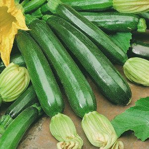 Courgette Firenze F1 Vegetable Seeds