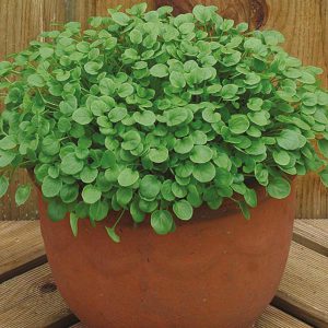 Salad Leaves Cress American Land Seeds