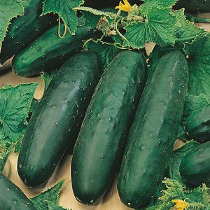 Cucumber Marketmore Seeds
