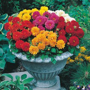 Dahlia Dwarf Double Mixed Seeds