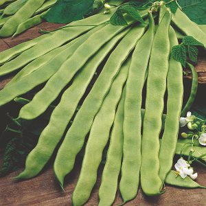 Climbing Bean Pantheon Seeds