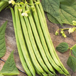 Climbing Bean Python Seeds