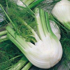 Fennel di Firenze Seeds