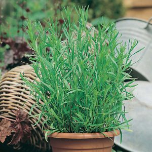 Tarragon Russian Seeds