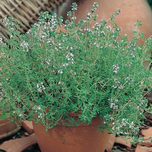 Thyme Seeds