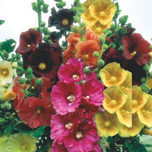 Hollyhock Giant Single Mixed Seeds