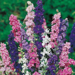 Larkspur Giant Imperial Mixed Seeds