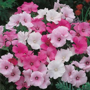 Lavatera Parade Mixed Seeds