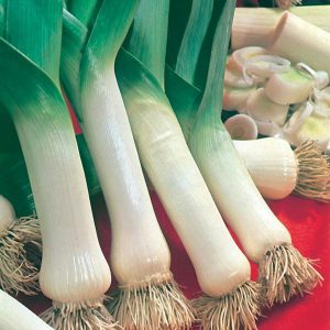 Leek Lyon 2 – Prizetaker Seeds