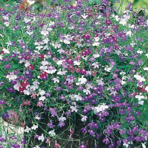 Lobelia Cascade Mixed Seeds