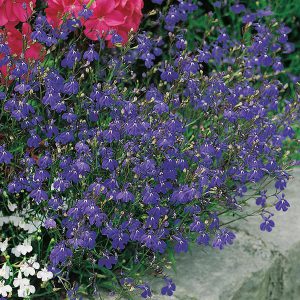 Lobelia Sapphire Trailing Seeds