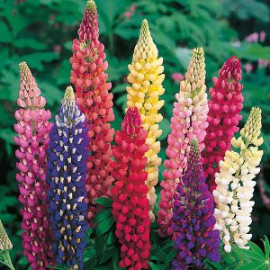 Lupin Russell Mixed Seeds
