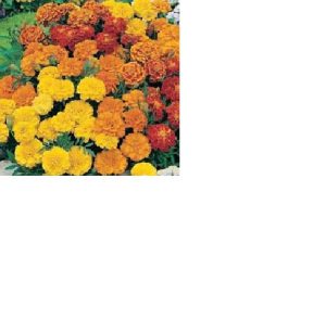 Marigold (French) Dwarf Double Mixed Seeds