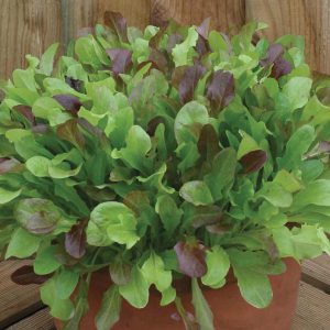 Lettuce Mixed Red Salad Leaves Seeds