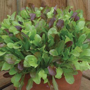 Lettuce Mixed Red Salad Leaves Seeds