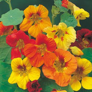 Nasturtium Trailing Mixed Seeds