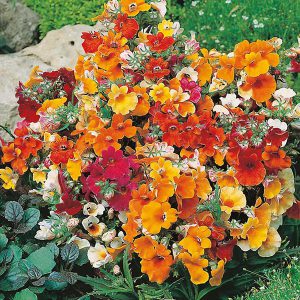 Nemesia Carnival Mixed Seeds