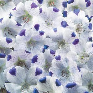 Nemophila Five Spot Seeds