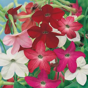 Nicotiana Sensation Mixed