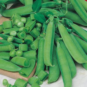 Pea (Snap) Sugar Bon Seeds