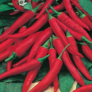 Chilli Pepper De Cayenne Seeds