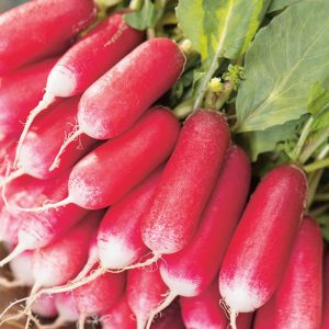 Radish French Breakfast 3 Seeds