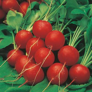 Radish Scarlet Globe Seeds