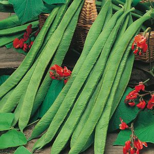 Runner Bean Polestar Seeds