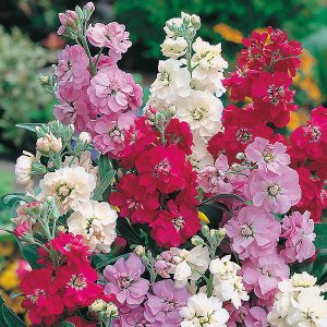 Stock Brompton Mixed Seeds